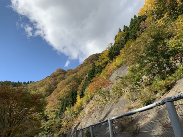 国道344号 紅葉