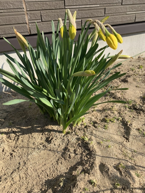 スイセンの花