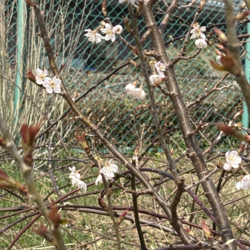 🌸さくら開花